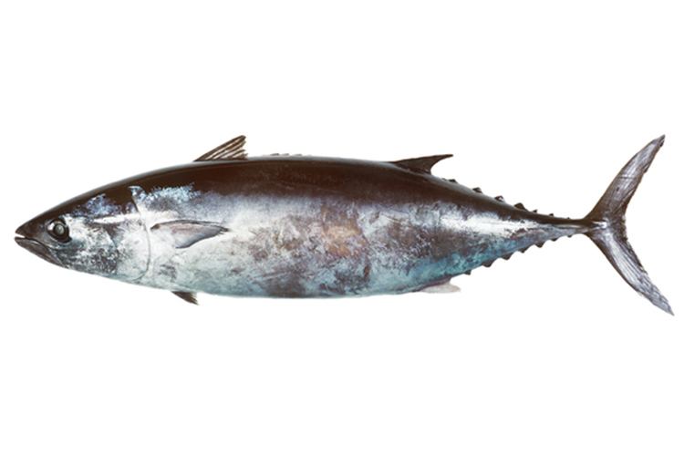 Slender tuna fishesofaustralianetauImagesImageAllothunnusF