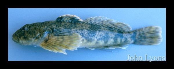 Slimy sculpin Fish Details