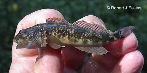 Slimy sculpin Ontario Freshwater Fishes Life History Database Species Detail