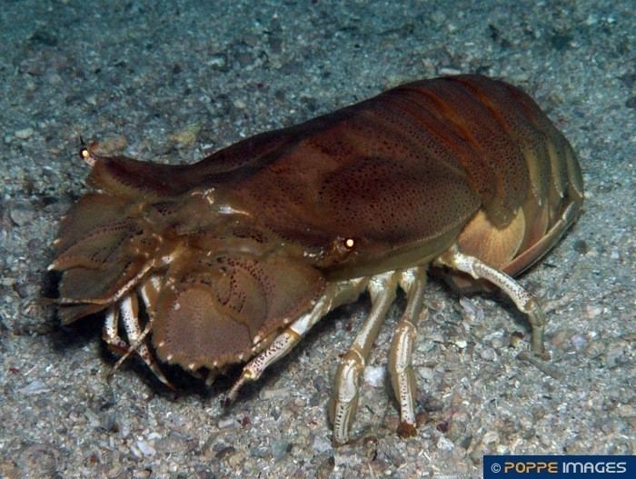 Slipper lobster httpsstoragegoogleapiscompoppeimagesimages