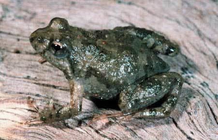 Sloane's froglet httpsmuseumvictoriacomaubioinformaticsfrog