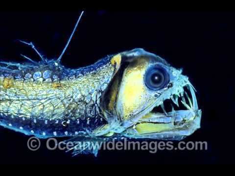 Sloane's viperfish Sloane Viperfish YouTube