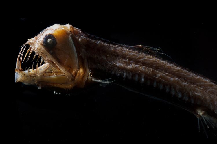 Sloane's viperfish Chauliodus sloani