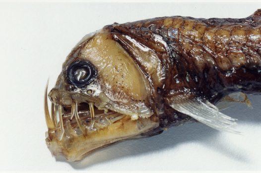 Sloane's viperfish Sloane39s Viperfish Chauliodus sloani Australian Museum