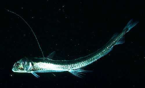 Sloane's viperfish Sloane39s Viperfish Chauliodus sloani