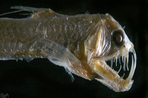 Sloane's viperfish Sloanes Viperfish More info