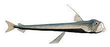 Sloane's viperfish httpsuploadwikimediaorgwikipediacommonsthu