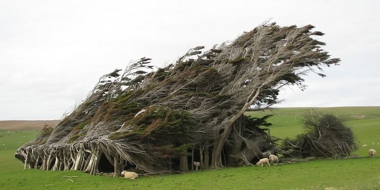 Slope Point The Windswept Trees at Slope Point New Zealand Amusing Planet
