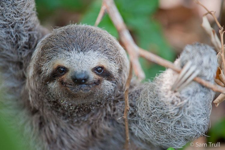 Sloth The Sloth Institute Adopt A Sloth in Costa Rica The Sloth