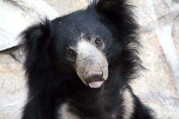 Sloth bear Sloth Bear Animal Facts and Information