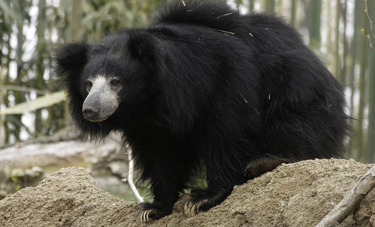 Sloth bear httpsnationalzoosiedusitesdefaultfilesani