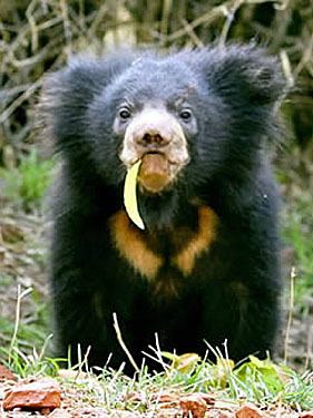 Sloth bear Sloth Bears Bears Of The World