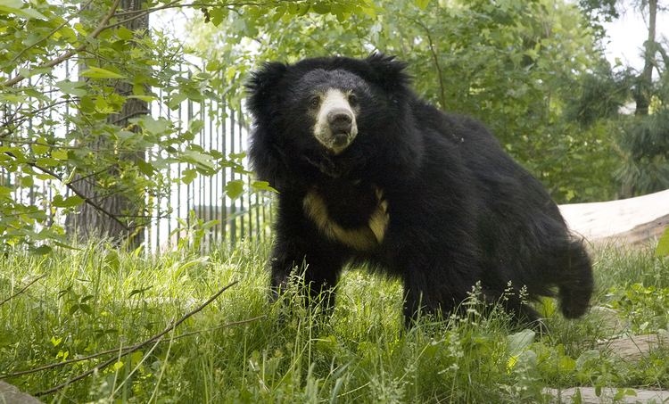 Sloth bear Sloth bear Smithsonian39s National Zoo