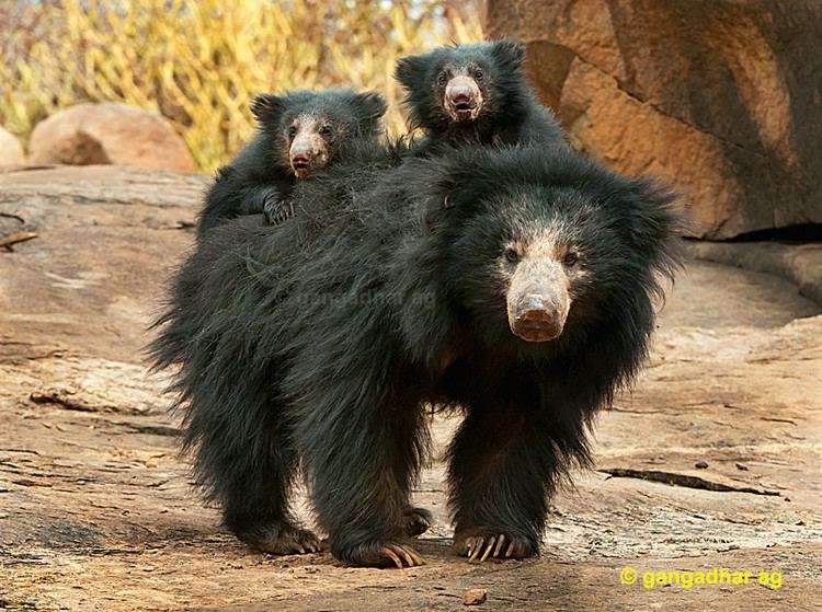 Sloth bear 10 ideas about Sloth Bear on Pinterest Bears Brown bears and