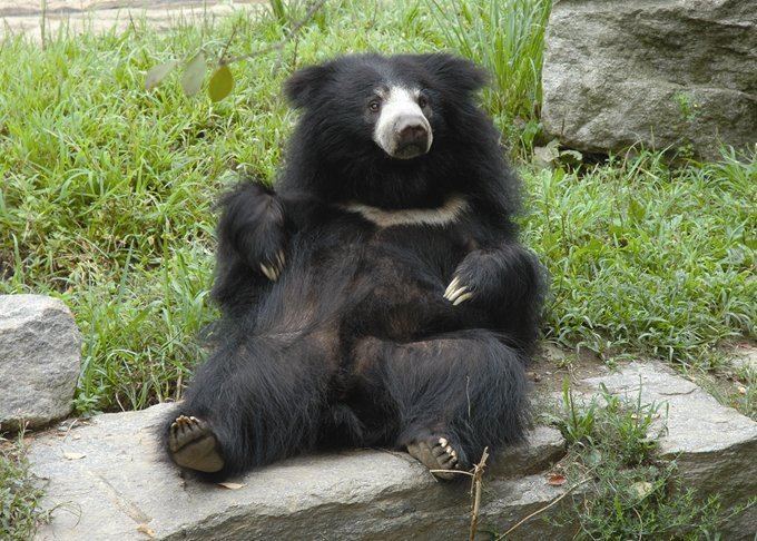 Sloth bear Sloth Bear Natural History on the Net