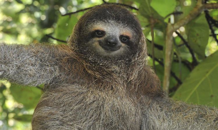 Sloth Sloth Species WWF