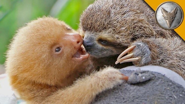 Sloth Sloth vs Sloth YouTube