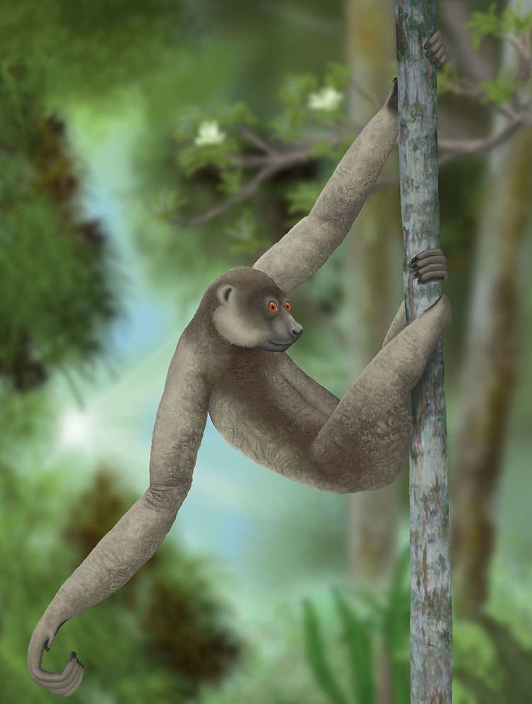 Sloth lemur