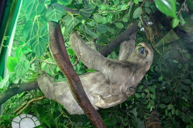 Sloth moth