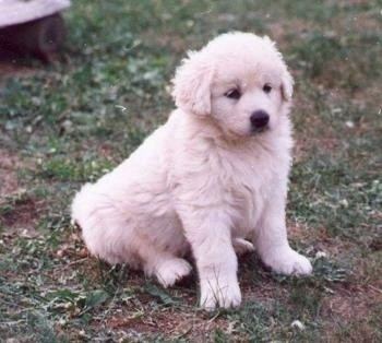 Slovak Cuvac Slovac Cuvac Dog Breed Information and Pictures