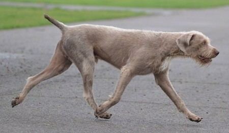 Slovak Rough-haired Pointer Slovakian Rough Haired Pointer Dog Breed Information and Pictures
