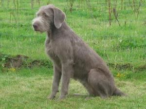 Slovak Rough-haired Pointer Slovakian Rough Haired Pointer Breed Guide