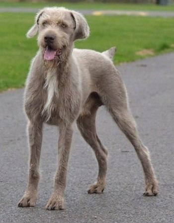Slovak Rough-haired Pointer Slovakian Rough Haired Pointer Dog Breed Information and Pictures
