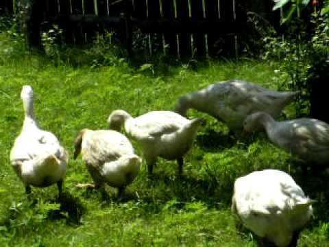 Slovak White goose httpsiytimgcomvitMb3wQ3G91ghqdefaultjpg
