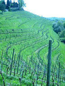 Slovene Hills httpsuploadwikimediaorgwikipediacommonsthu