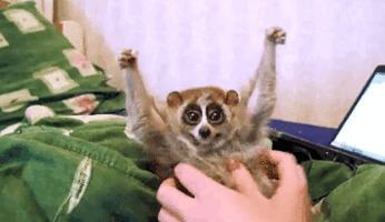 Slow loris Slow Loris GIFs Find amp Share on GIPHY