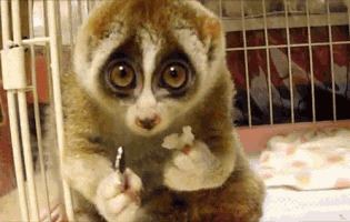 Slow loris Slow Loris GIFs Find amp Share on GIPHY
