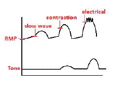 Slow-wave potential