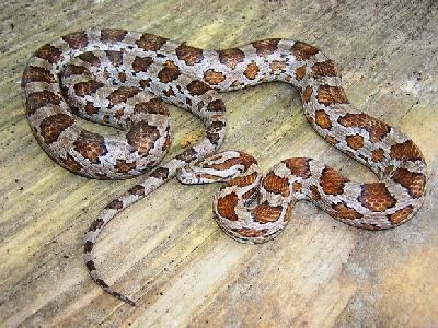 Slowinski's corn snake Southwestern Center for Herpetological Research Snakes of the