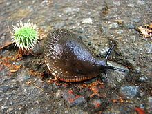 Slug httpsuploadwikimediaorgwikipediacommonsthu