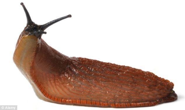 Slug Scientists39 plea to eradicate giant Spanish slugs in UK Daily Mail