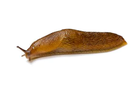 Slug Australian man gravely ill after eating slugs 39for a dare39 Telegraph