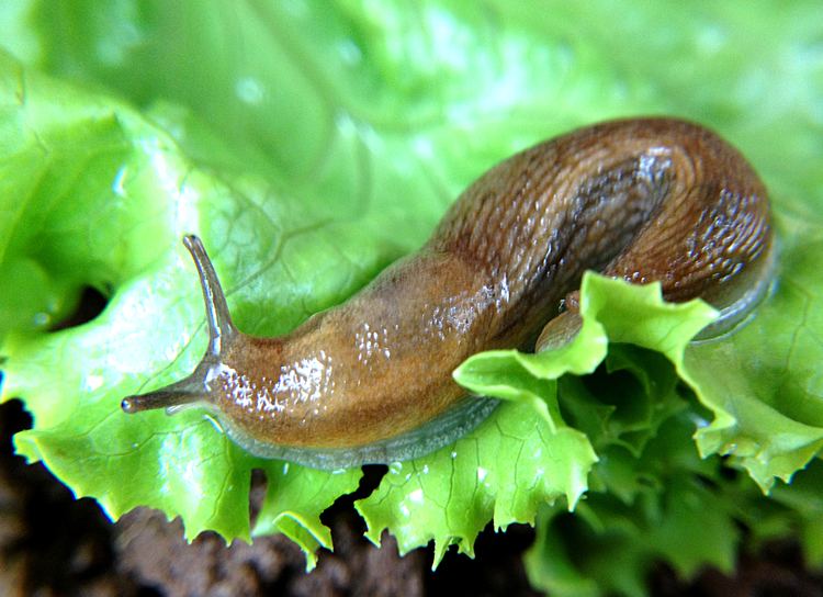Slug Slugs amp Snails on Potatoes