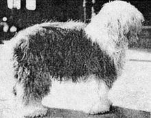 Slumber (dog) httpsuploadwikimediaorgwikipediacommonsthu