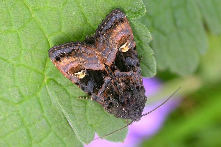 Small angle shades Small Angle Shades Euplexia lucipara UKMoths