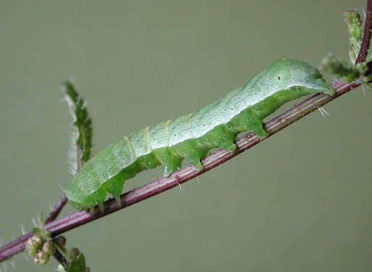 Small angle shades Small Angle Shades Euplexia lucipara UKMoths