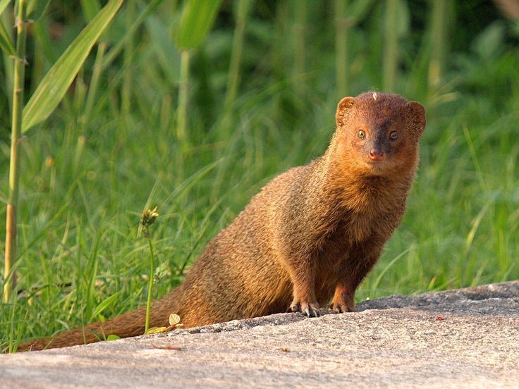 Small Asian mongoose Herpestes javanicus Small Asian Mongoose Sighted Puerto Rico