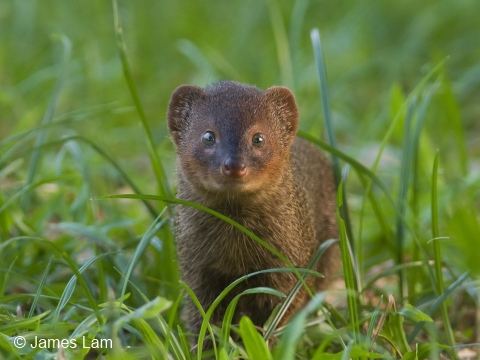 Small Asian mongoose httpsc1staticflickrcom54077493400827277eb