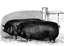 Small Black pig httpsuploadwikimediaorgwikipediaenthumb2