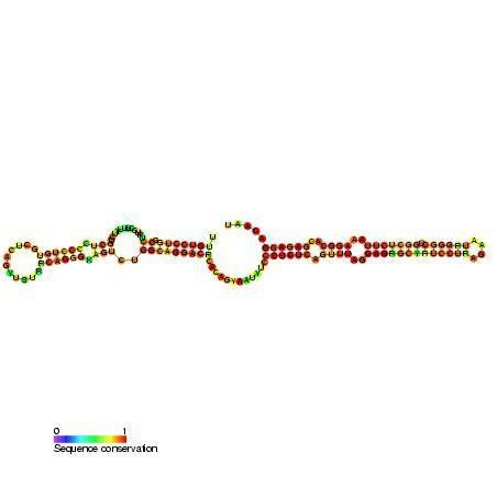 Small Cajal body specific RNA 11