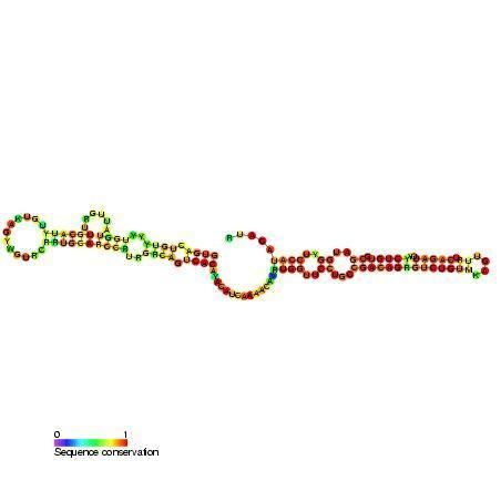 Small Cajal body specific RNA 14