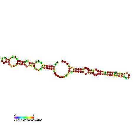 Small Cajal body specific RNA 23