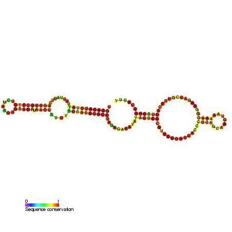 Small Cajal body specific RNA 24