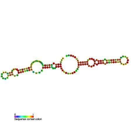 Small Cajal body specific RNA 25