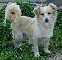 Small Greek Domestic Dog httpsuploadwikimediaorgwikipediacommonsthu