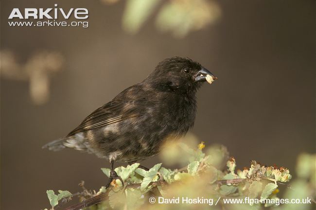 Small ground finch Small groundfinch videos photos and facts Geospiza fuliginosa